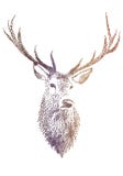 Deer head, vector