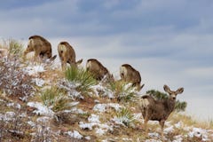 Deer on Hillside with blue sky stock photography Deer on Hillside with blue sky stock photography
