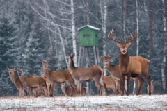 Deer Hunting In Winter Time. Group Of Noble Deer Cervus Elaphus , Led By Stag, Against The Backdrop Of Hunting Tower And Winte