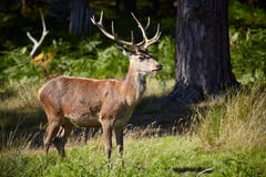 Deer In A Forest Stock Images