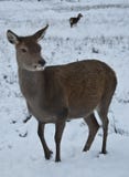 Deer In The Snow In Scotland Stock Images