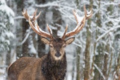 Deer With Large Branched Horns On The Background Of Snow-Covered Forest. Beautiful Stag Close-Up, Artistic View.Trophy Buck