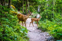Deer widely roaming around at Glacier National Park royalty free stock photography Deer widely roaming around at Glacier National Park royalty free stock photography