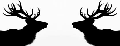 Deer With A White Background Stock Photo