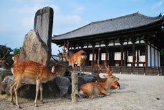Deers At Temple Stock Photography