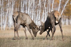 Deers Fighting Royalty Free Stock Photo