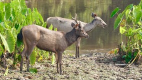 Deers Sambar που μένουν στον ποταμό Deers Sambar που μένουν στον ποταμό