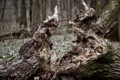 Defekter gefallener Baum nach einem Hurrikan des starken Winds stockfotos Defekter gefallener Baum nach einem Hurrikan des starken Winds stockfotos