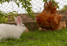 Defensive hen attacking rabbit in attempt to protect chicks stock image Defensive hen attacking rabbit in attempt to protect chicks stock image