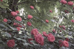 Defocused мягкий пинк поднял цветки и ветви с листьями на запачканной предпосылке стоковое фото rf Defocused мягкий пинк поднял цветки и ветви с листьями на запачканной предпосылке стоковое фото rf