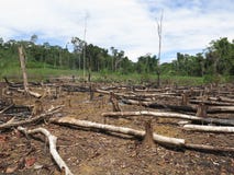 Deforestation in area in Amazonian jungle