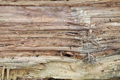 DEFORESTATION Royalty Free Stock Photography DEFORESTATION Royalty Free Stock Photography