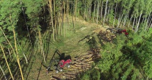 Modern equipment for deforestation, forest harvester