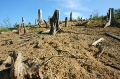Deforestation, stump, change climate, living environment