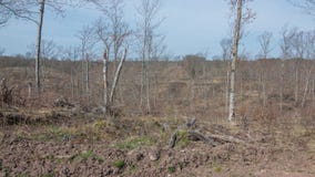 Deforested ha registrato l'area sulla terra di DNR in Wisconsin del Nord in governatore Knowles State Park fotografie stock libere da diritti Deforested ha registrato l'area sulla terra di DNR in Wisconsin del Nord in governatore Knowles State Park fotografie stock libere da diritti