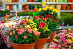 Dekoracyjne róże różni kolory w flowerpots obraz royalty free Dekoracyjne róże różni kolory w flowerpots obraz royalty free