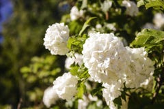 Dekorativa Bush som blommar med vita blommor arkivbilder Dekorativa Bush som blommar med vita blommor arkivbilder