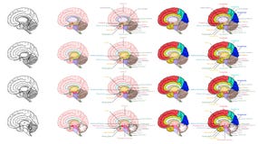 Delen van het menselijke zijaanzicht van de hersenenanatomie vector illustratie Delen van het menselijke zijaanzicht van de hersenenanatomie vector illustratie
