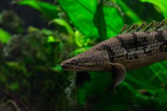 Delhezi Polypterus που φράζεται bichir, θωρακισμένο bichir στοκ εικόνα Delhezi Polypterus που φράζεται bichir, θωρακισμένο bichir στοκ εικόνα