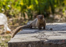 At the border with Pakistan, the amazing wildlife of Rajasthan stock photography At the border with Pakistan, the amazing wildlife of Rajasthan stock photography