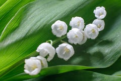 Delicate beautiful flower of lily of the valley lies on a green leaf. Soft focus royalty free stock photography Delicate beautiful flower of lily of the valley lies on a green leaf. Soft focus royalty free stock photography