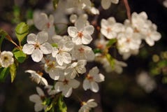 Delicate Beauty. Blooming Cherry Tree. Royalty Free Stock Image