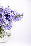 Delicate Blue Flowers Stock Photos