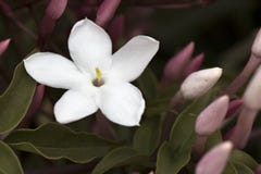 A delicate white jasmine and some buds stock image A delicate white jasmine and some buds stock image