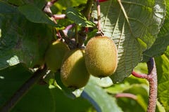 Deliciosa Actinidia плода кивиа стоковые фотографии rf Deliciosa Actinidia плода кивиа стоковые фотографии rf