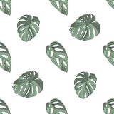 Deliciosa de Monstera, acuminata e teste padrão sem emenda da planta tropical do windowleaf do obliqua no fundo branco ilustração do vetor Deliciosa de Monstera, acuminata e teste padrão sem emenda da planta tropical do windowleaf do obliqua no fundo branco ilustração do vetor