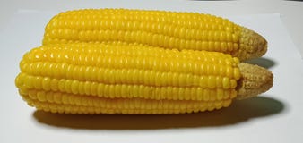 Delicious yellow sweet corn  put on a white background