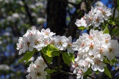 Delikata rosa blommor av päronet arkivfoto Delikata rosa blommor av päronet arkivfoto