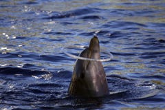 Delphin, der mit einem Ring spielt lizenzfreies stockbild Delphin, der mit einem Ring spielt lizenzfreies stockbild