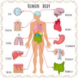 Demográfico médico del cuerpo humano libre illustration Demográfico médico del cuerpo humano libre illustration