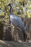 A beautiful Demoiselle Crane on a summer day stock image A beautiful Demoiselle Crane on a summer day stock image