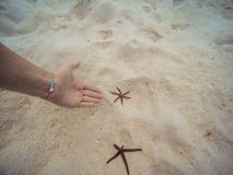 Demostración de la mujer con su mano un submarino de las estrellas de mar en la orilla de la playa fotografía de archivo Demostración de la mujer con su mano un submarino de las estrellas de mar en la orilla de la playa fotografía de archivo