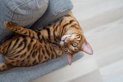 Den Bengal katten ligger på soffan arkivbild Den Bengal katten ligger på soffan arkivbild
