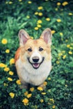 Den bästa sikten av en härlig valp med en röd Corgi för smutsig näsa står i en äng med gula maskrosor royaltyfri fotografi Den bästa sikten av en härlig valp med en röd Corgi för smutsig näsa står i en äng med gula maskrosor royaltyfri fotografi