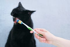 Den Caucasian flickan borstar tänder för den svarta katten med tandborsten arkivbild Den Caucasian flickan borstar tänder för den svarta katten med tandborsten arkivbild