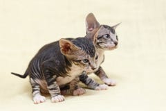 Den Donskoy Sphynx katten royaltyfri bild Den Donskoy Sphynx katten royaltyfri bild