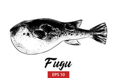 Den drog handen skissar av fugufisken i svart som isoleras på vit bakgrund Detaljerad teckning för tappningetsningstil royaltyfri illustrationer Den drog handen skissar av fugufisken i svart som isoleras på vit bakgrund Detaljerad teckning för tappningetsningstil royaltyfri illustrationer