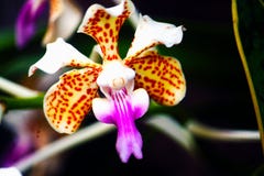 Den fantastiska orkidén med tricolor vanda royaltyfri bild Den fantastiska orkidén med tricolor vanda royaltyfri bild