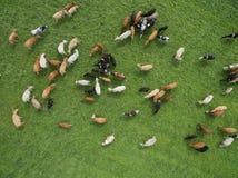 Den flyg- sikten av att beta kor i en flock på en gräsplan betar i sommar royaltyfria bilder Den flyg- sikten av att beta kor i en flock på en gräsplan betar i sommar royaltyfria bilder