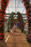 Den färgrika liljan blommar att blomstra i gräsplan-hus av Keukenhof, N arkivbilder Den färgrika liljan blommar att blomstra i gräsplan-hus av Keukenhof, N arkivbilder