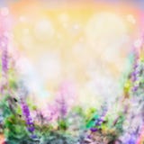 Den färgrika rosa lilan blommar suddig bakgrund med ljus och bokeh Royaltyfri Fotografi Den färgrika rosa lilan blommar suddig bakgrund med ljus och bokeh Royaltyfri Fotografi