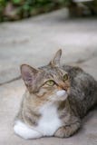 Den förtjusande katten är lägger ner på jordning fotografering för bildbyråer Den förtjusande katten är lägger ner på jordning fotografering för bildbyråer