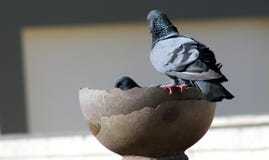 Den gr?a indiska duvagruppen ?r dricksvatten i en kruka royaltyfria foton Den gr?a indiska duvagruppen ?r dricksvatten i en kruka royaltyfria foton