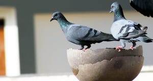 Den gr?a indiska duvagruppen ?r dricksvatten i en kruka arkivbild Den gr?a indiska duvagruppen ?r dricksvatten i en kruka arkivbild