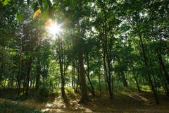 Den gröna skogen med rotar och drivved royaltyfri foto Den gröna skogen med rotar och drivved royaltyfri foto