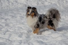 Den gulliga blåa valpen för den merleshetland fårhunden står på en vit snö Shetland collie eller sheltie Älsklings- djur royaltyfri foto Den gulliga blåa valpen för den merleshetland fårhunden står på en vit snö Shetland collie eller sheltie Älsklings- djur royaltyfri foto